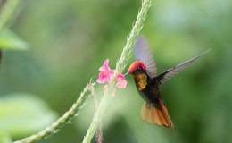 Light Reflecting Off Of&nbsp;Birds