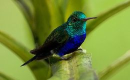 Precious Stones and Birds –&nbsp;Sapphire