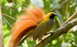 Streets and Birds of&nbsp;Gold