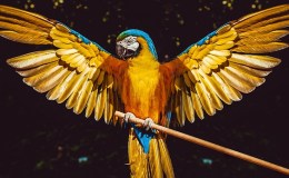 Precious Stones and Birds –&nbsp;Topaz