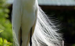 Feather Spray, Anyone?