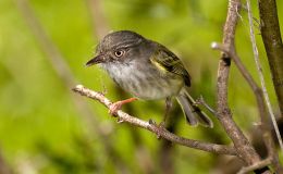 Gates of Pearl and Pearly&nbsp;Birds