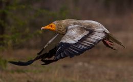 Bible Bird – Gier Eagle (Egyptian&nbsp;Vulture)