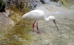 African Spoonbill Feeding at Zoo&nbsp;Tampa