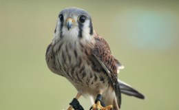 What Is A Gripe or An Aliet? – Do Not Eat&nbsp;List