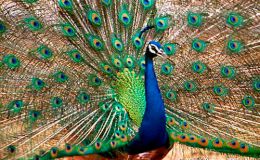 Proud As A&nbsp;Peacock?