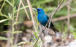 McGuffey’s Third Reader – BIRD&nbsp;FRIENDS