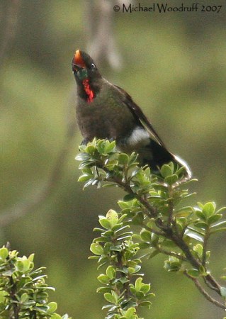 Rainbow-bearded Thornbill (Chalcostigma herrani) by Michael Woodruff