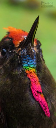  Rainbow-bearded Thornbill (Chalcostigma herrani) ©Flickr Jei Pov