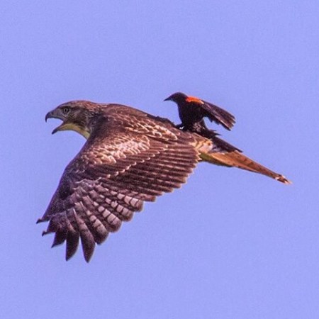 Blackbird on a Hawk's Back ©Dept of Interior