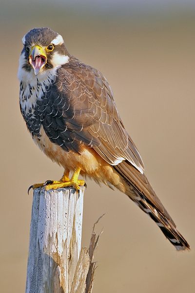 Aplomado Falcon (Falco femoralis) ©WikiC