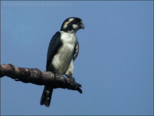 Black-thighed Falconet (Microhierax fringillarius) by Ian