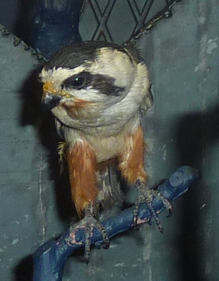 Collared Falconet (Microhierax caerulescens) ©WikiC