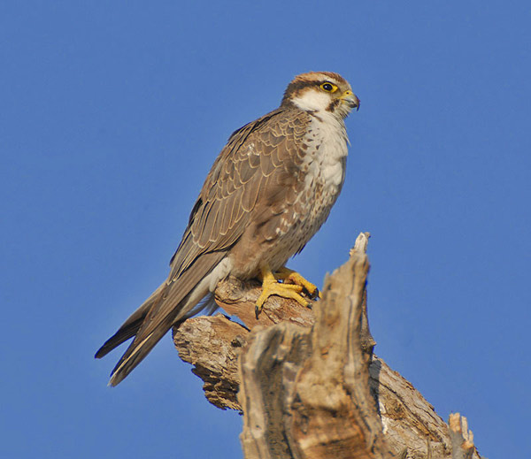 Laggar Falcon (Falco jugger)