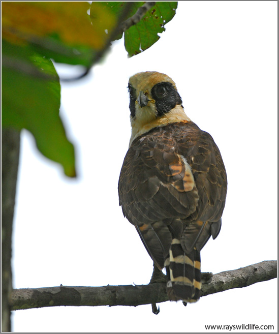 Laughing Falcon1 Palo Verde National Pk Costa Rica by Ray