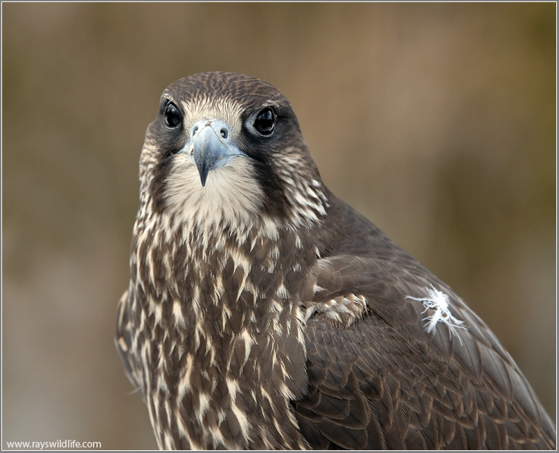 Peregrine Falcon by Ray