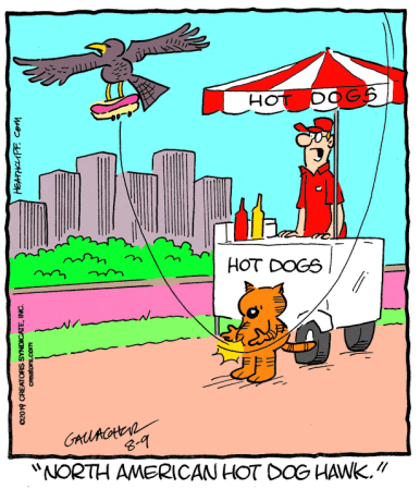 Heathcliff's Hot Dog Hawk 8-9-19