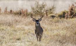 Creator Calls Forth The Roebuck&nbsp;Kind