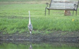 Watching From Our&nbsp;Windows
