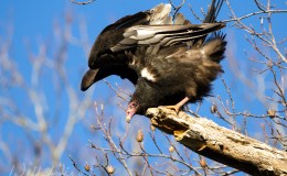 William Wise – Two&nbsp;Suppers