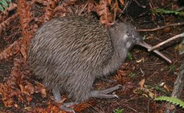 Kiwis from Creation&nbsp;Moments