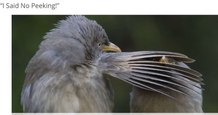 I said "no" Peeking - by Poplively