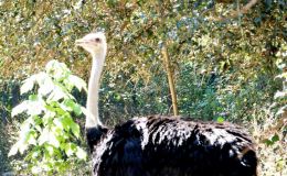 Stupid Ostriches? – Creation&nbsp;Moments