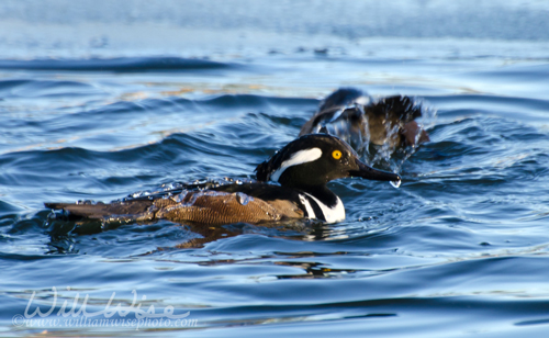 Hooded Merganser Diving Duck, Georgia