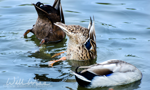 Dabbling Duck Mallard