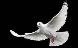 Birds and Jesus – When&nbsp;Baptised