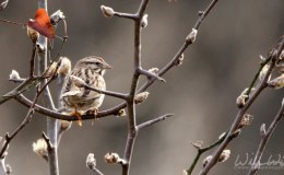 Birding Cures Boredom