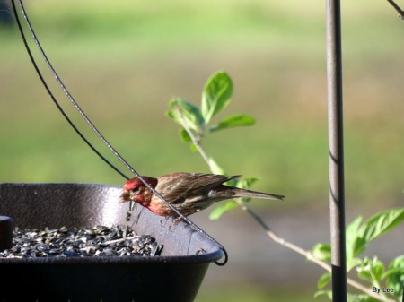 House Finch on Feeder by Lee