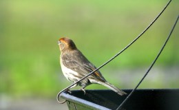 House Finch Variants