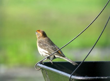 Varient House Finch on Feeder by Lee