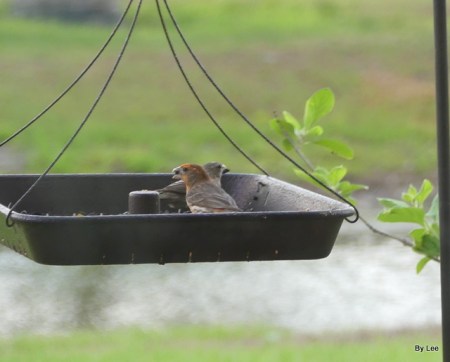 Varient House Finch on Feeder by Lee