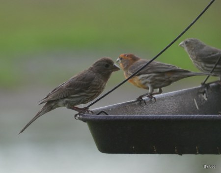 Varient House Finch on Feeder by Lee