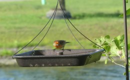 Birdwatching At Home – Maybe&nbsp;II