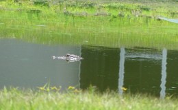 Birdwatching At Home – Maybe&nbsp;I