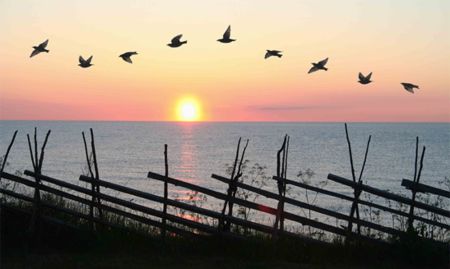 Group of birds flying in formation in front of sunset.