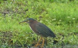 Birdwatching At Home – Green&nbsp;Heron
