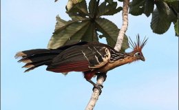 Hoatzin Bird from Answers in&nbsp;Genesis