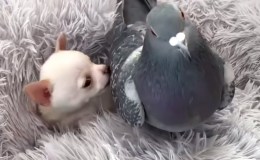 Pigeon and Puppy – From&nbsp;Dodo