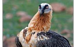 England’s Oldest National Park Visited by Bearded&nbsp;Vulture