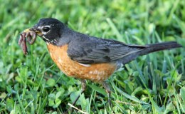 Early Bird Gets the Worm –&nbsp;Garfield