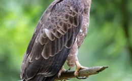 Spectacular Journey to Africa by Honey&nbsp;Buzzard
